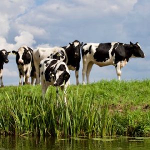 cows