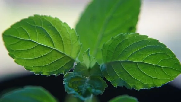 holy basil