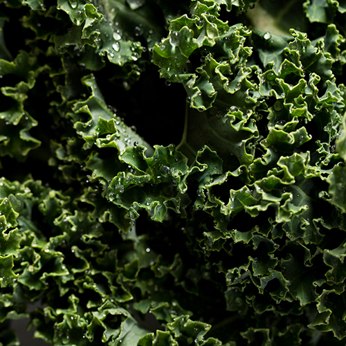 close up of kale leaves