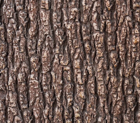 close up of maritime pine bark