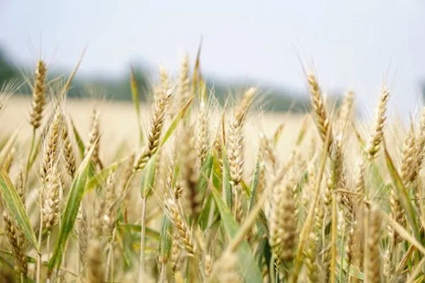 wheat